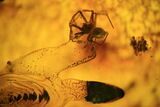 Fossil Spider (Aranea) In Baltic Amber #45139-1